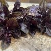 Dark Purple Opal Basil Seeds | Heirloom - Image 3