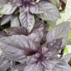 Dark Purple Opal Basil Seeds | Heirloom