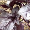 Dark Purple Opal Basil Seeds | Heirloom - Image 2
