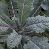 Kale Collection | Seeds - Image 4
