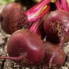 Detroit Dark Red Beet Seeds | Heirloom