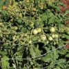 Dwarf Geranium Kiss Tomato Seeds - Image 4