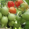 Dwarf Geranium Kiss Tomato Seeds - Image 2