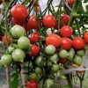 Dwarf Geranium Kiss Tomato Seeds