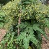Dwarf Geranium Kiss Tomato Seeds - Image 3
