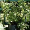 Dwarf Geranium Kiss Tomato Seeds - Image 5