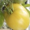 Dwarf Lemon Ice Tomato Seeds - Image 2