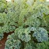Kale Collection | Seeds - Image 6