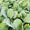 Early Round Dutch Cabbage Seeds | Heirloom - Image 2