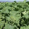 Early Fall Rapini Broccoli Seeds | Heirloom - Image 3