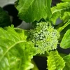 Early Fall Rapini Broccoli Seeds | Heirloom
