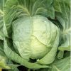 Early Round Dutch Cabbage Seeds | Heirloom