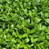 Warm Weather Collection | Seeds - Image 8