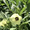 Emerald Okra Seeds | Heirloom - Image 3