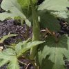 Emerald Okra Seeds | Heirloom - Image 4