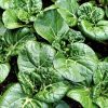 Extra Dwarf Bok Choi Seeds - Image 2