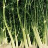 Florence Fennel Seeds | Heirloom