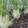 Florence Fennel Seeds | Heirloom - Image 2