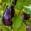 Eggplant Collection | Seeds - Image 4