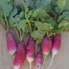 French Breakfast Radish Seeds | Heirloom