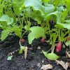 French Breakfast Radish Seeds | Heirloom - Image 5