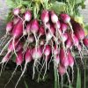 French Breakfast Radish Seeds | Heirloom - Image 2