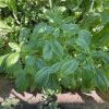 Genovese Basil Seeds | Heirloom - Image 2