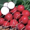 Rainbow Radish Collection | Seeds - Image 6