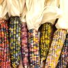 Glass Gem Corn Seeds - Image 2