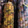 Glass Gem Corn Seeds