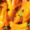 Sweet Pepper Collection | Seeds - Image 10