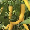 Golden Cayenne Pepper Seeds | Hot - Image 2