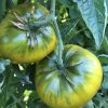 Cherokee Tomato Collection | Seeds - Image 3