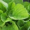 Warm Weather Collection | Seeds - Image 12