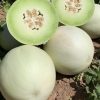 Green Flesh Honeydew Melon | Heirloom