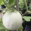 Green Flesh Honeydew Melon | Heirloom - Image 2
