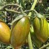 Green Tiger Tomato Seeds | Heirloom - Image 4
