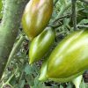 Green Tiger Tomato Seeds | Heirloom - Image 3