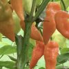 Habanada Pepper Seeds | Sweet - Image 2