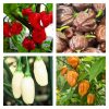 Habanero Pepper Collection | Hot | Seeds