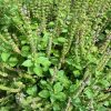 Holy Basil (Tulsi) Seeds | Heirloom - Image 2