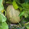 Summertime Melon Collection | Seeds - Image 3