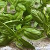 Italian Large Leaf Basil Seeds | Heirloom - Image 3