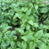 Italian Large Leaf Basil Seeds | Heirloom