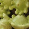 Cream and Green (Juane Et Verte) Scallop Squash Seeds | Heirloom - Image 3
