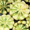 Cream and Green (Juane Et Verte) Scallop Squash Seeds | Heirloom - Image 2