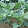 Chinese Broccoli (Kailaan) Seeds | Heirloom - Image 2