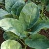 Chinese Broccoli (Kailaan) Seeds | Heirloom - Image 3