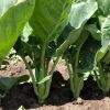 Chinese Broccoli (Kailaan) Seeds | Heirloom - Image 5