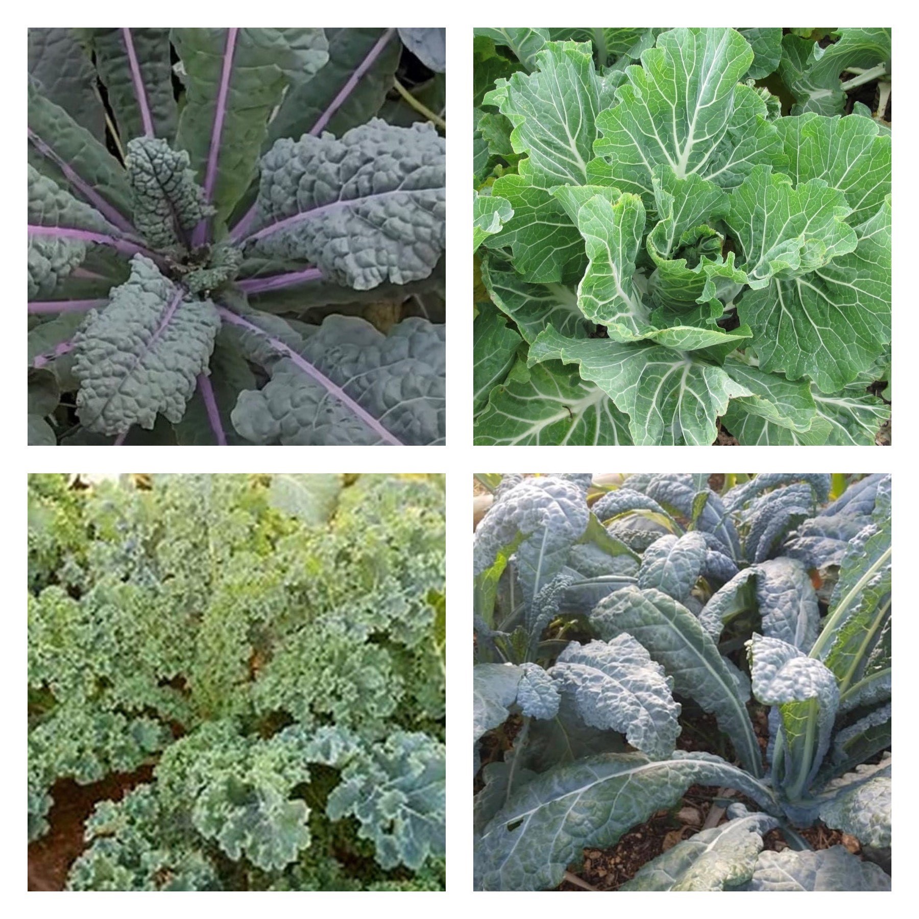 Kale Collection | Seeds